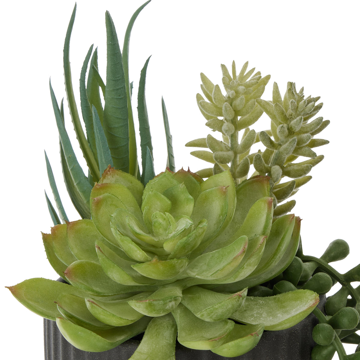 Rogue Aloe Succulent Mix Pot