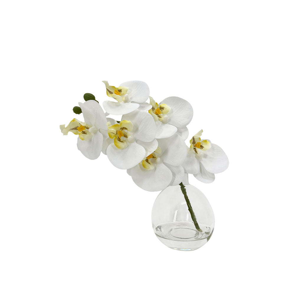 Rogue Phalaenopsis Glass Vase