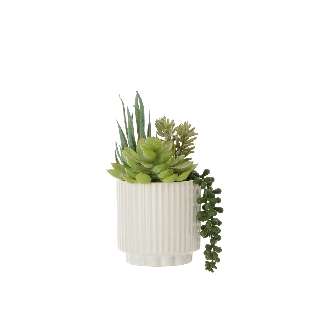 Rogue Aloe Succulent Mix Pot