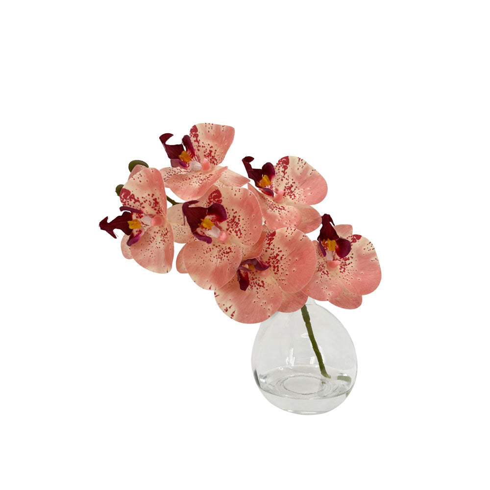 Rogue Phalaenopsis Glass Vase