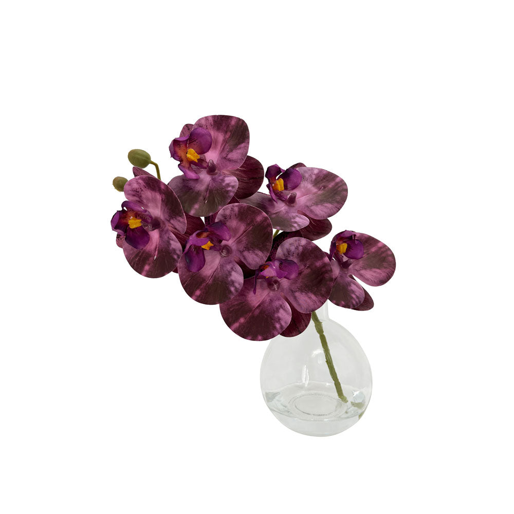 Rogue Phalaenopsis Glass Vase