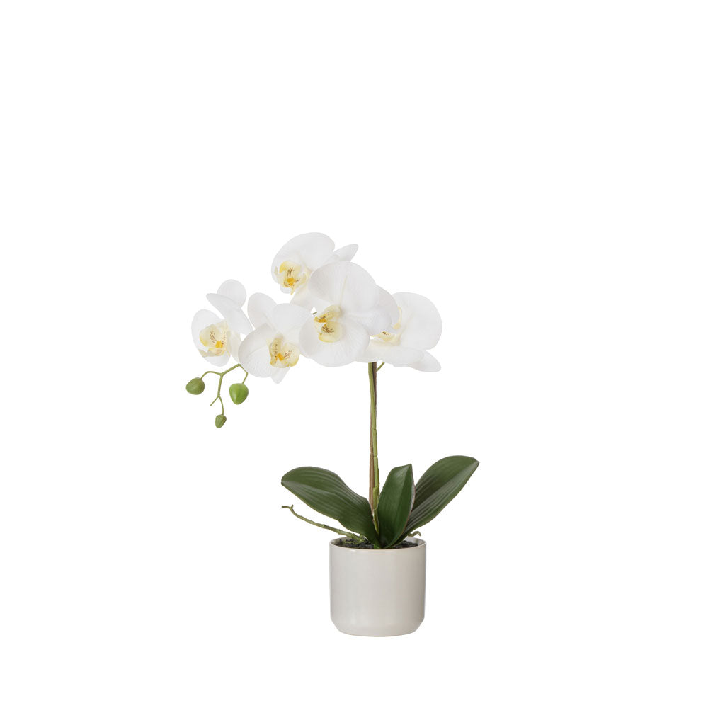 Rogue Phalaenopsis Orchid Pot