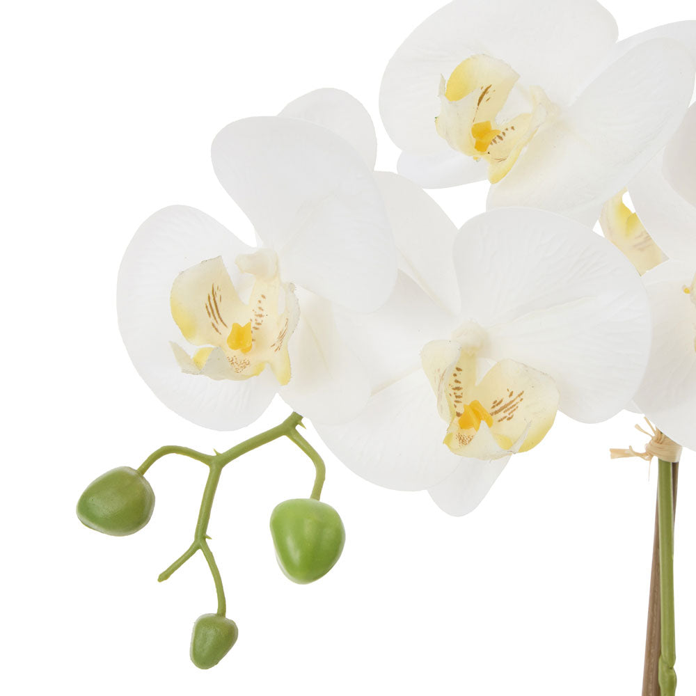 Rogue Phalaenopsis Orchid Pot