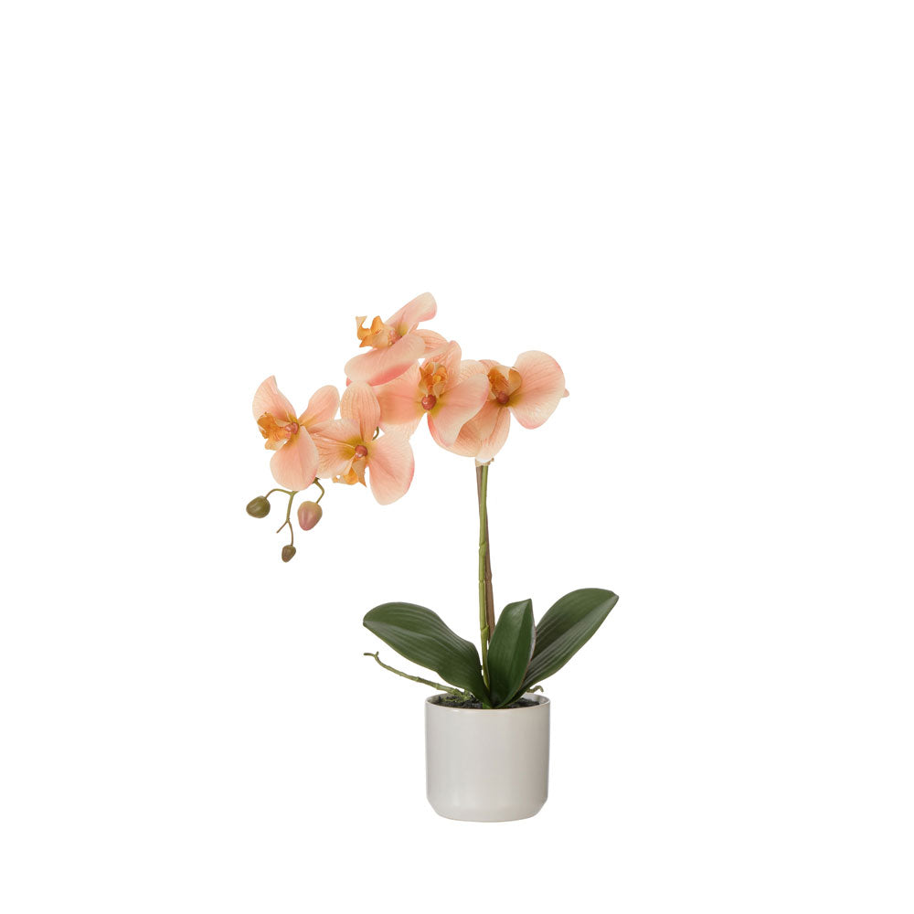 Rogue Phalaenopsis Orchid Pot
