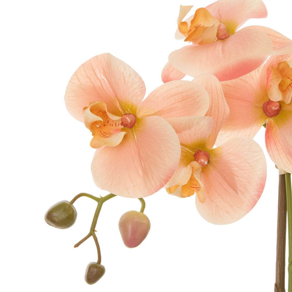 Rogue Phalaenopsis Orchid Pot