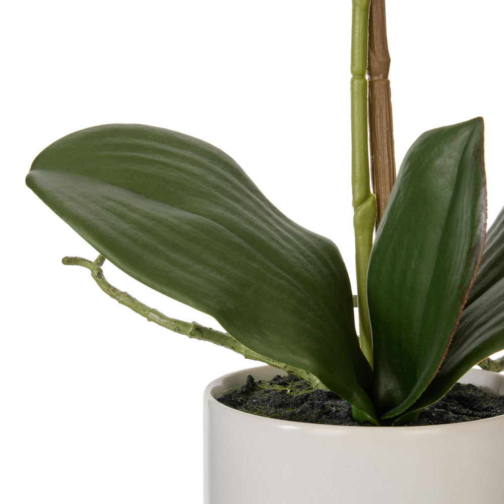 Rogue Phalaenopsis Orchid Pot