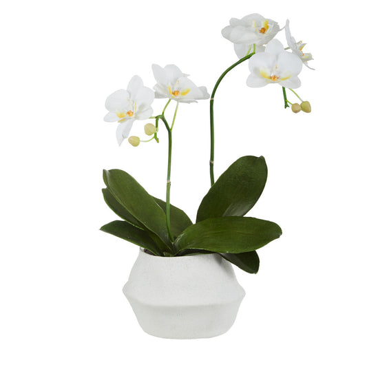 Rogue Phalaenopsis Plant-Mahlia Pot