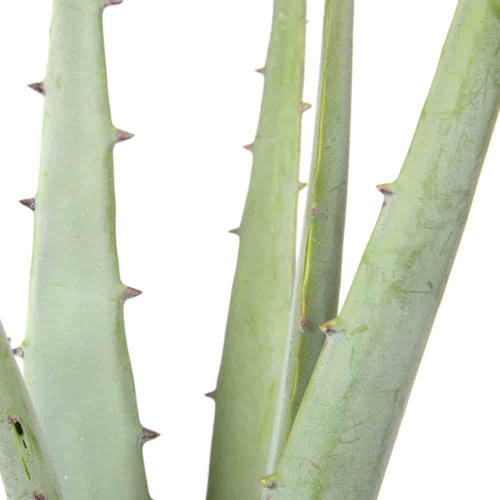 Rogue Aloe Plant in Pot