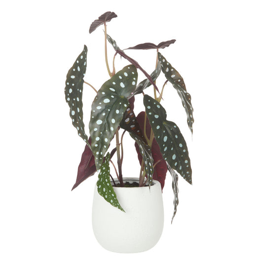 Rogue Spotted Begonia-Tub Pot