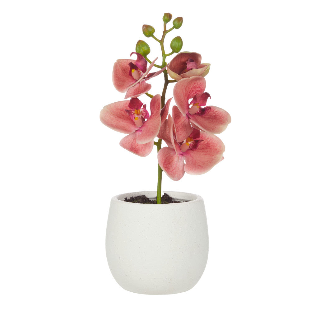 Rogue Orchid Stem-Tub Pot