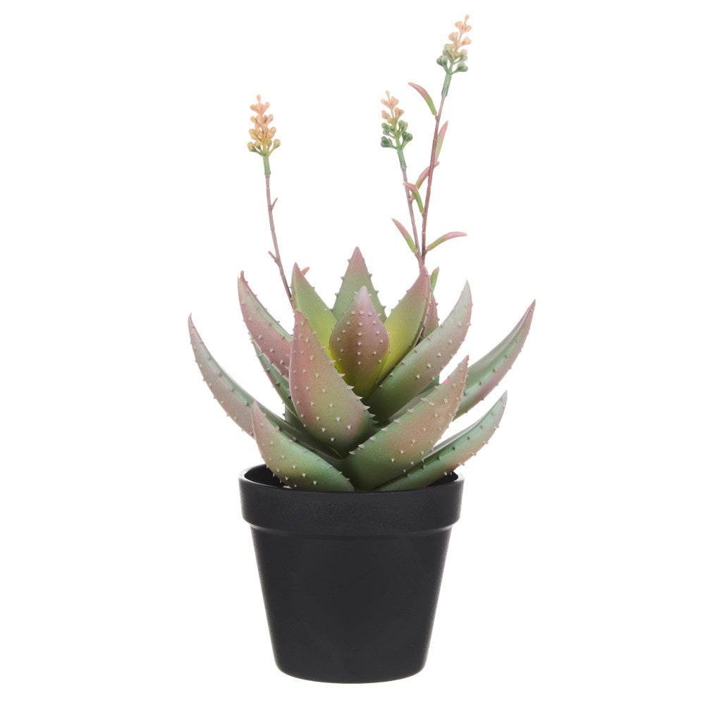 Rogue Flowering Aloe in Pot