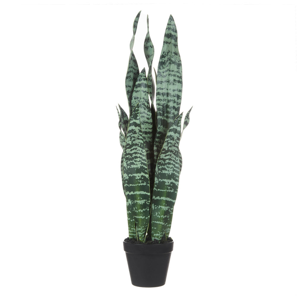 Rogue Sansevieria in Pot