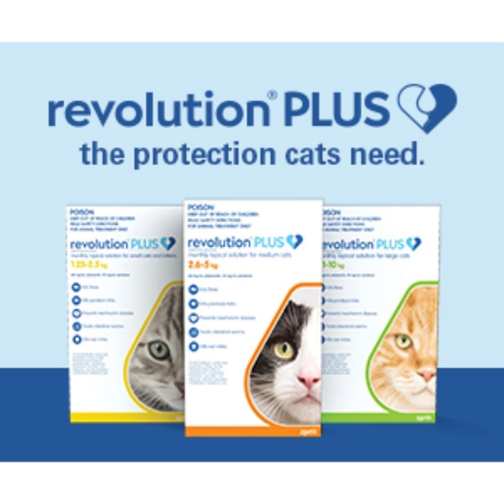 Revolution Plus for Cats 5 - 10kg Large Green 6 Pack